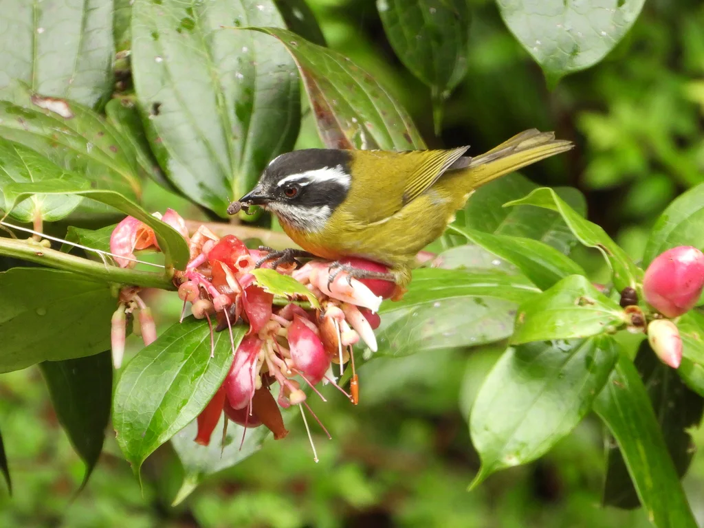 乌顶丛唐纳雀(Chlorospingus pileatus)