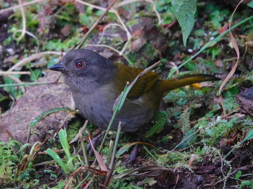 暗腹丛唐纳雀(Chlorospingus semifuscus)
