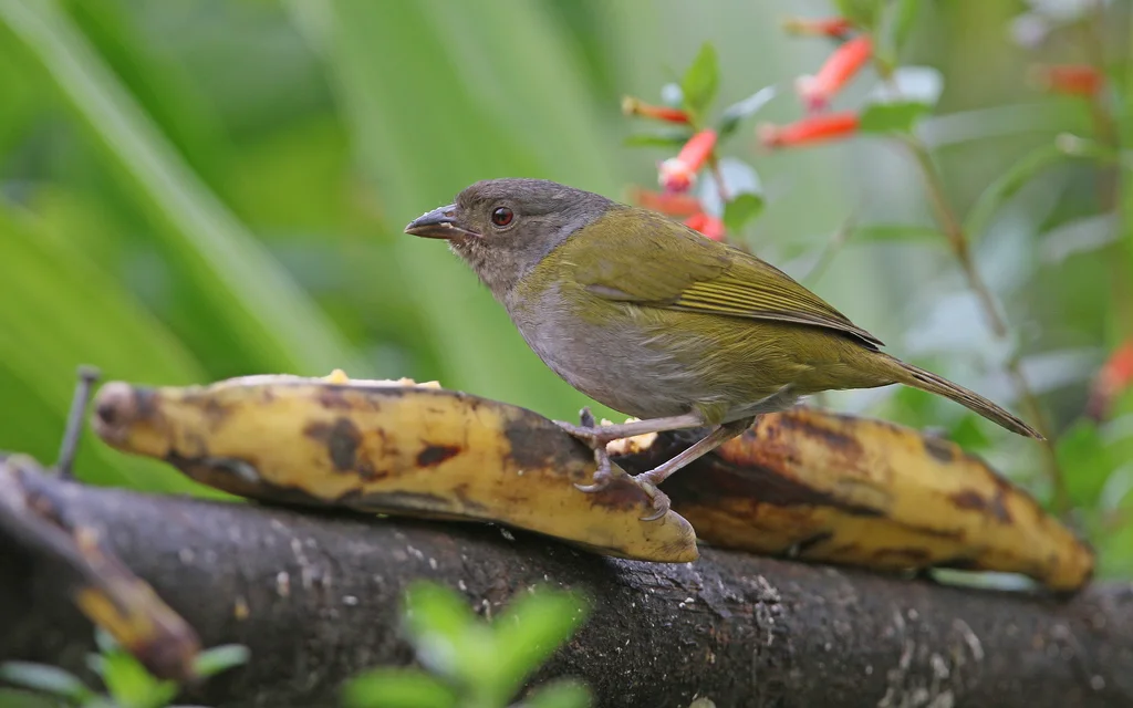 暗腹丛唐纳雀(Chlorospingus semifuscus)