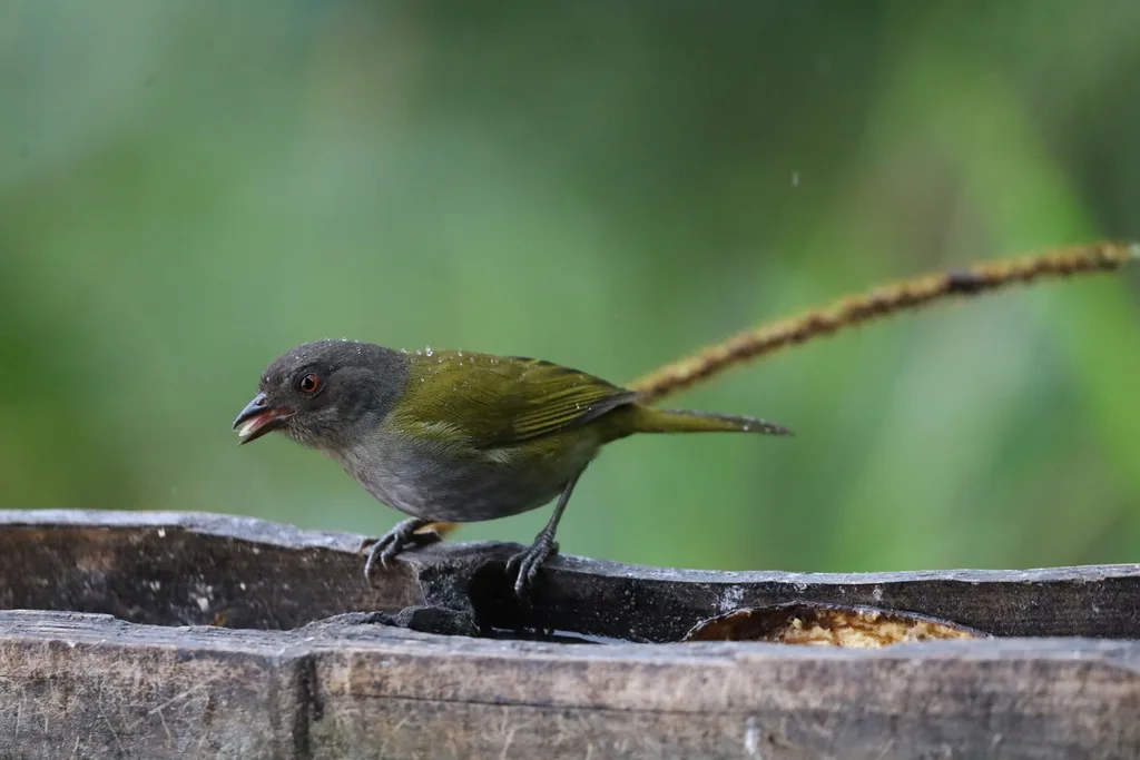 暗腹丛唐纳雀(Chlorospingus semifuscus)