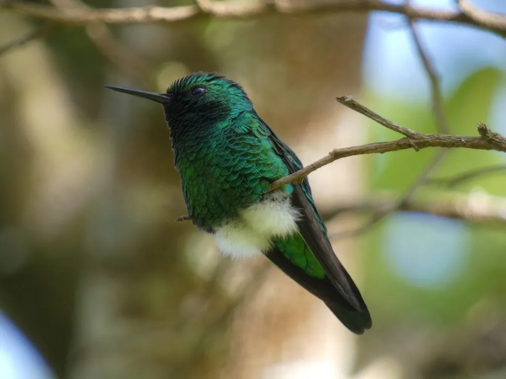 花园翠蜂鸟(Chlorostilbon assimilis)