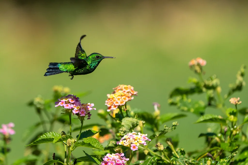 花园翠蜂鸟(Chlorostilbon assimilis)