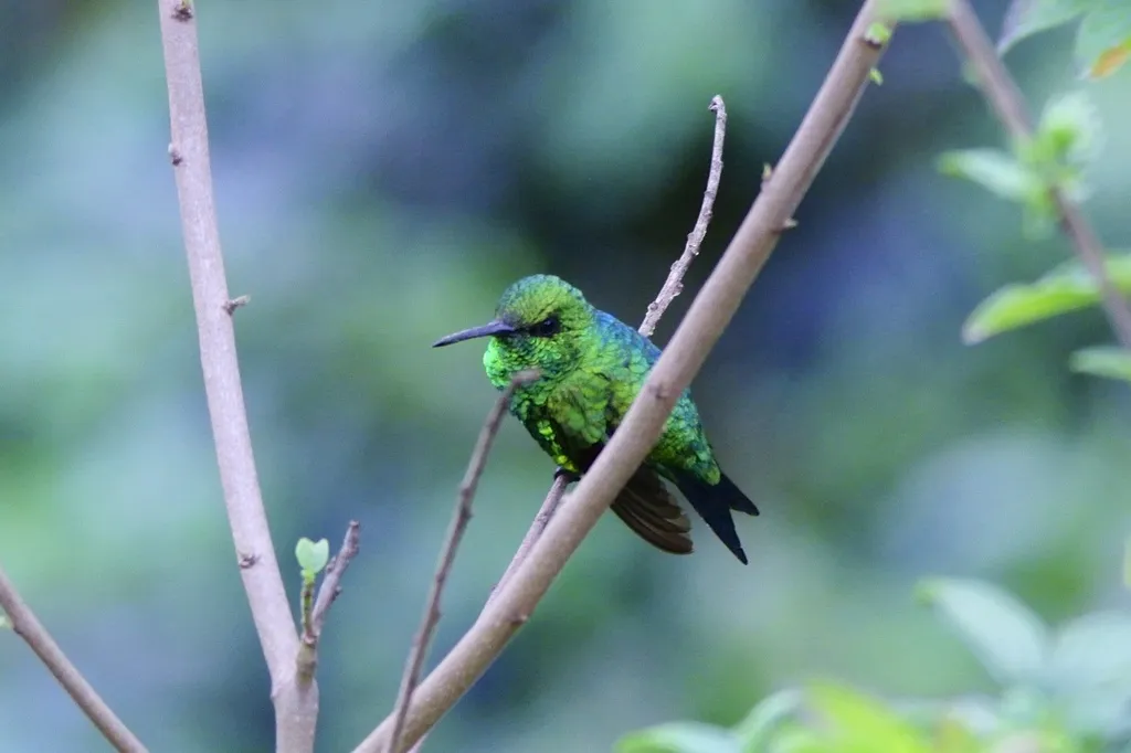 红嘴翠蜂鸟(Chlorostilbon gibsoni)