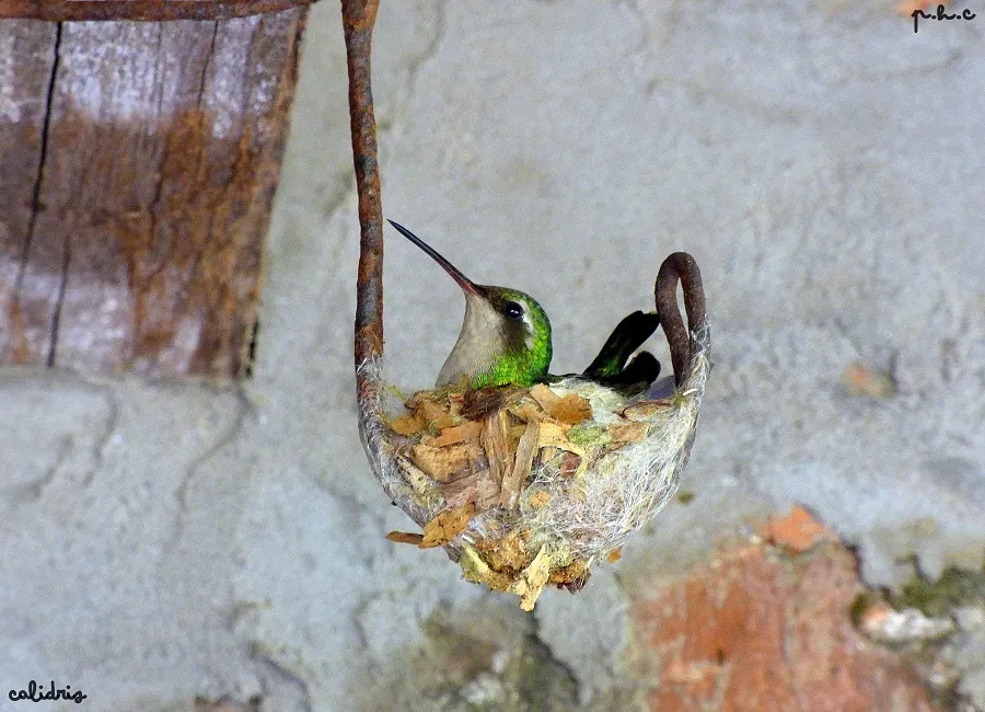辉腹翠蜂鸟(Chlorostilbon lucidus)
