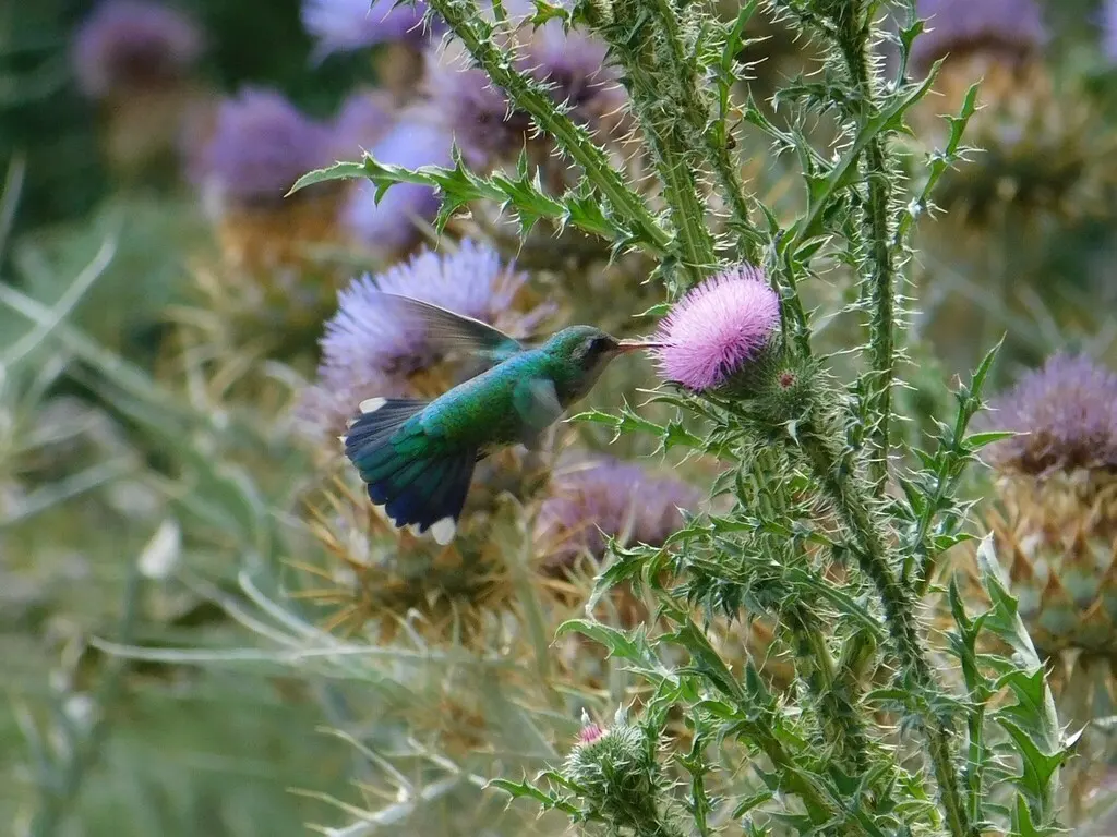 辉腹翠蜂鸟(Chlorostilbon lucidus)