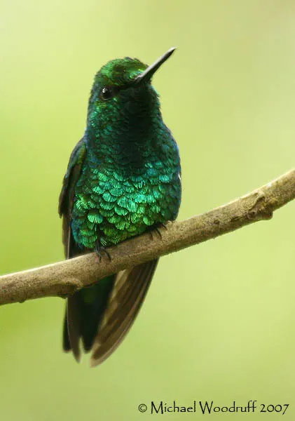 蓝尾翠蜂鸟(Chlorostilbon mellisugus)