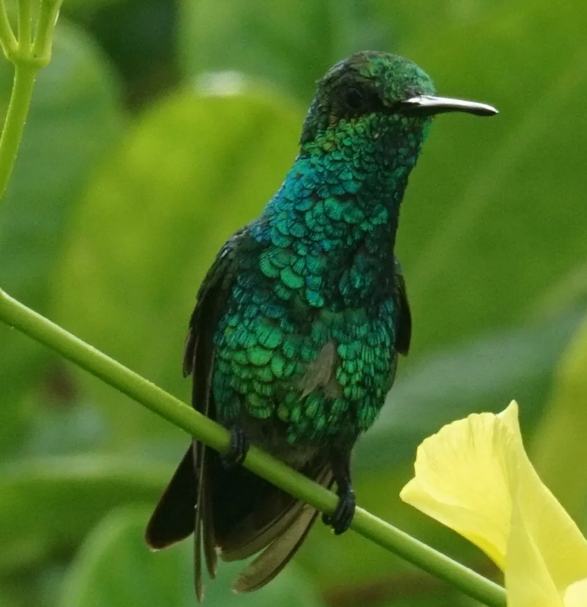 蓝尾翠蜂鸟(Chlorostilbon mellisugus)