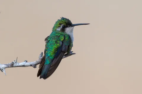 蓝尾翠蜂鸟