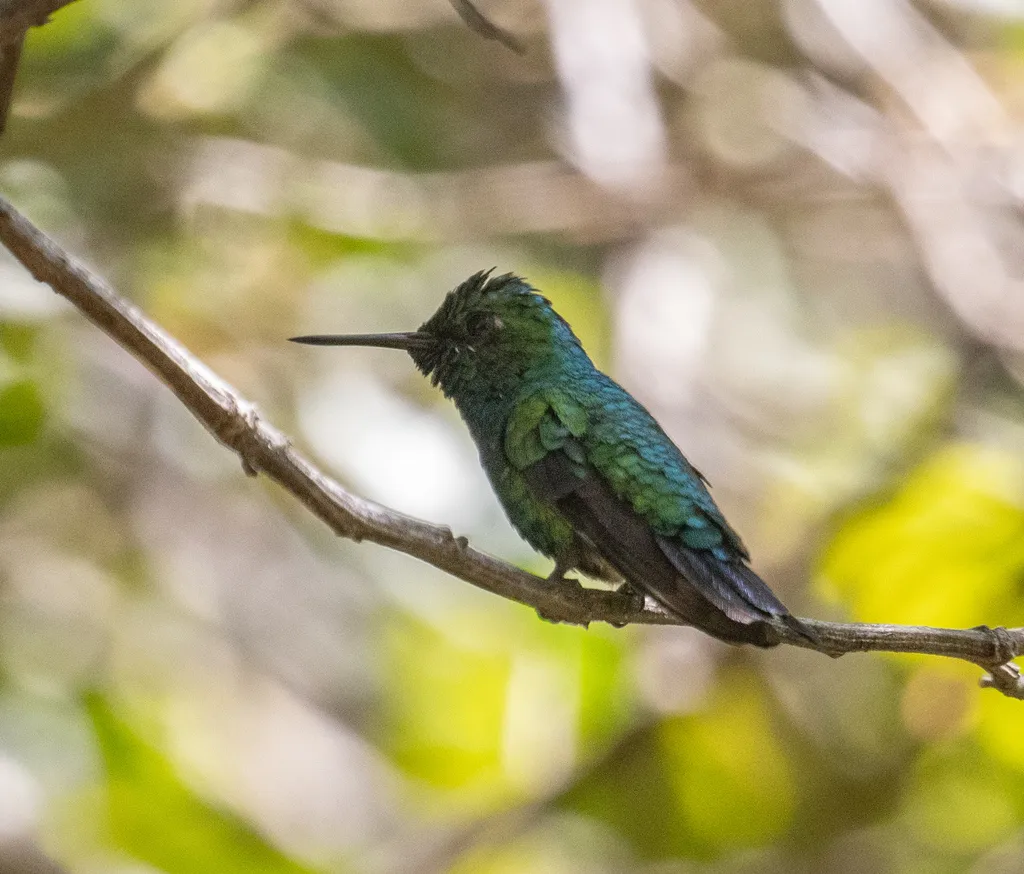 蓝尾翠蜂鸟(Chlorostilbon mellisugus)
