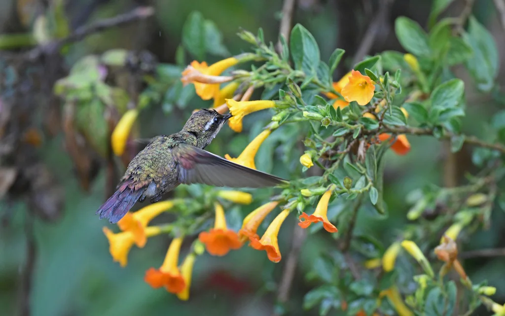 铜色翠蜂鸟(Chlorostilbon russatus)
