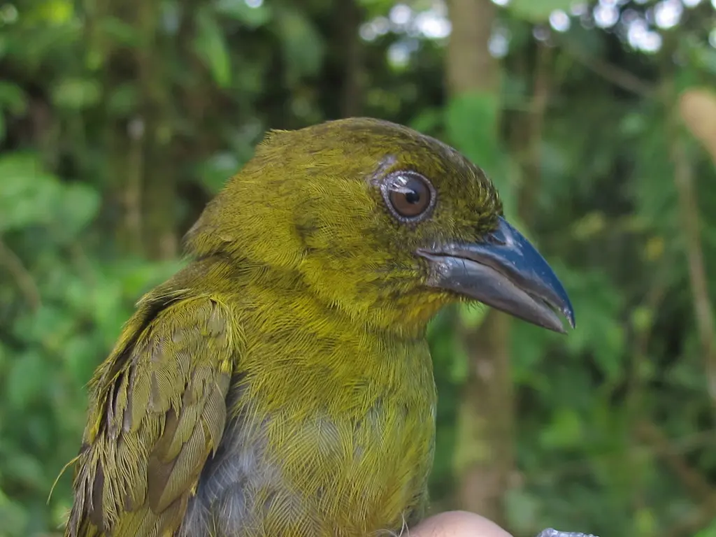 卡氏唐纳雀(Chlorothraupis carmioli)