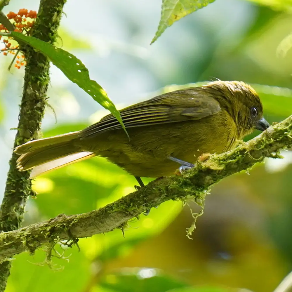 卡氏唐纳雀(Chlorothraupis carmioli)