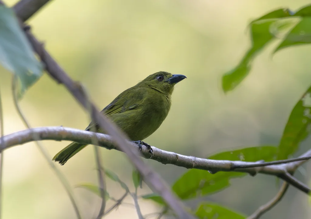 绿唐纳雀(Chlorothraupis frenata)