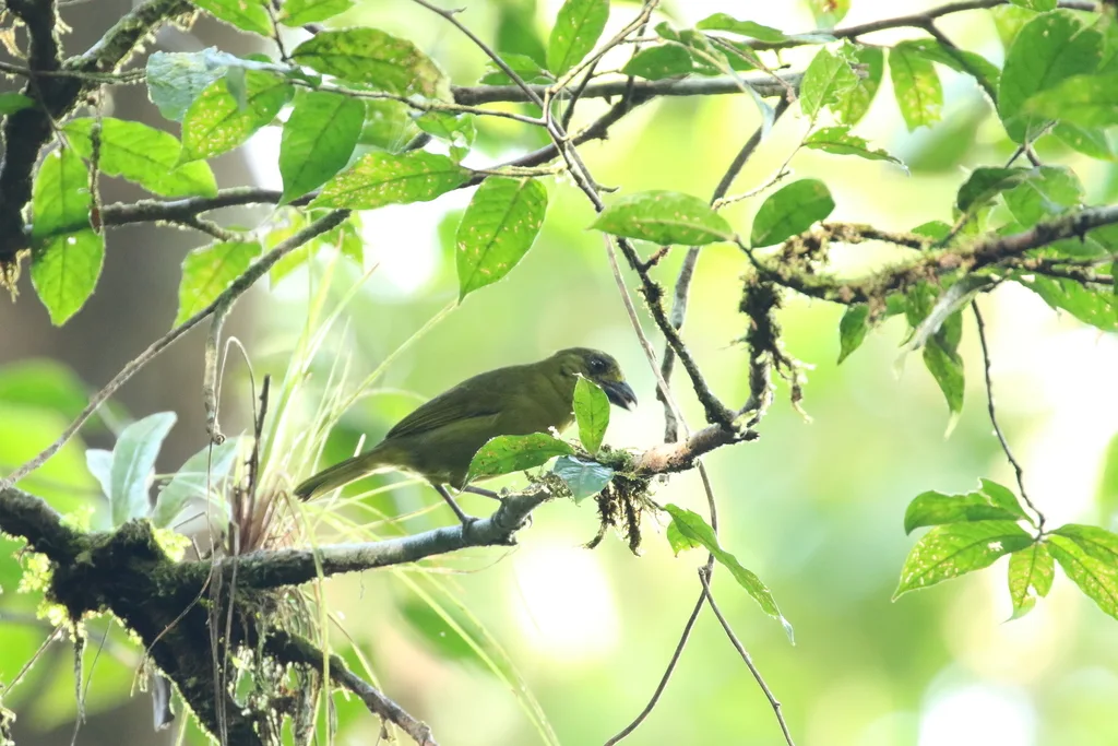 绿唐纳雀(Chlorothraupis frenata)