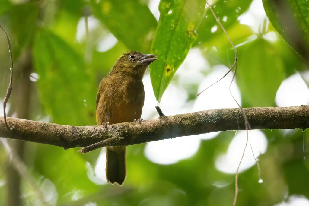 赭胸绿唐纳雀(Chlorothraupis stolzmanni)