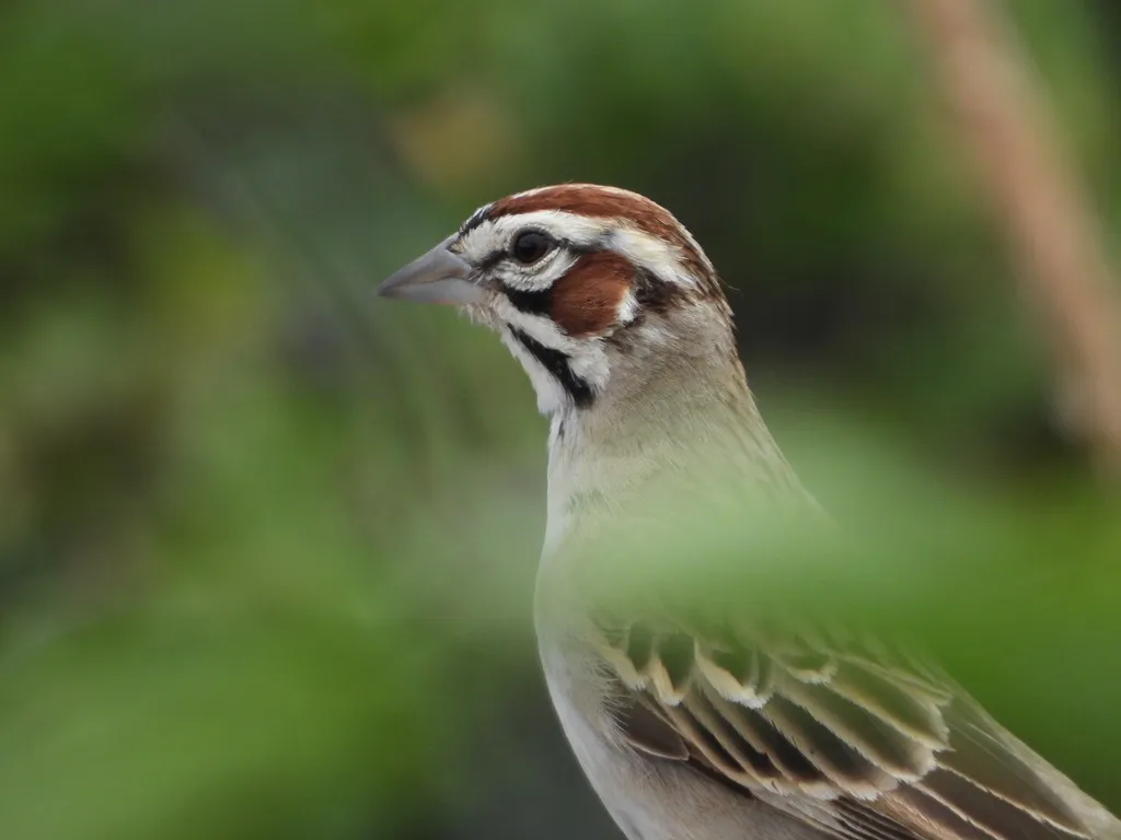 云雀鹀(Chondestes grammacus)