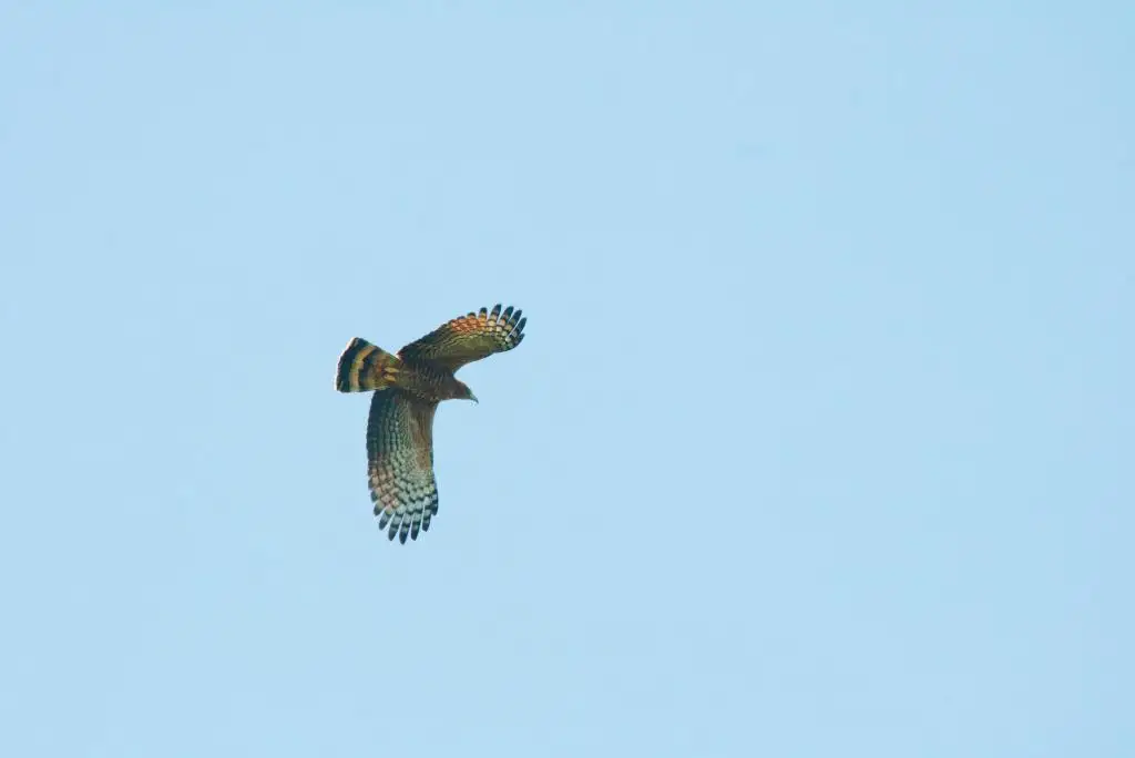 钩嘴鸢(Chondrohierax uncinatus)