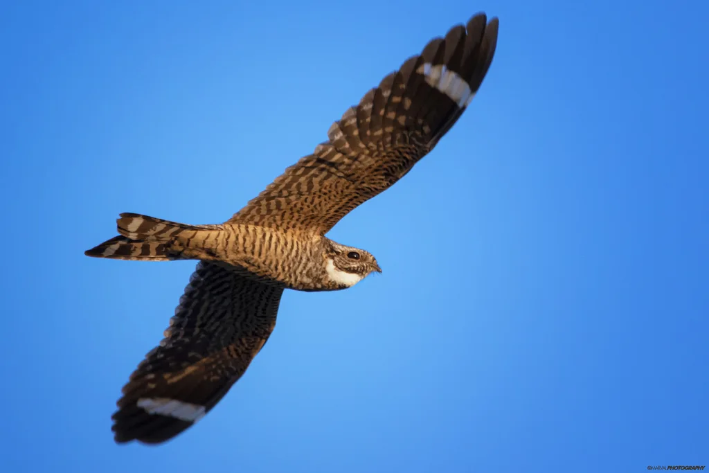 小灰眉夜鹰(Chordeiles acutipennis)
