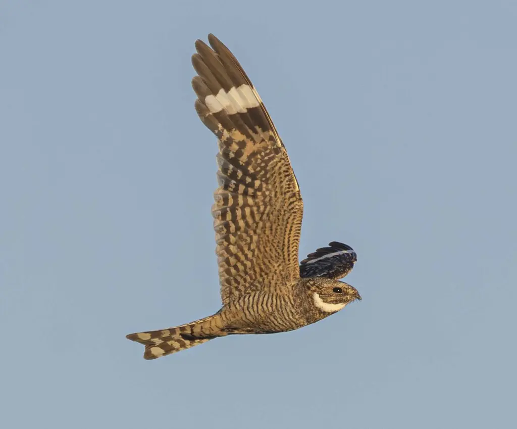 小灰眉夜鹰(Chordeiles acutipennis)