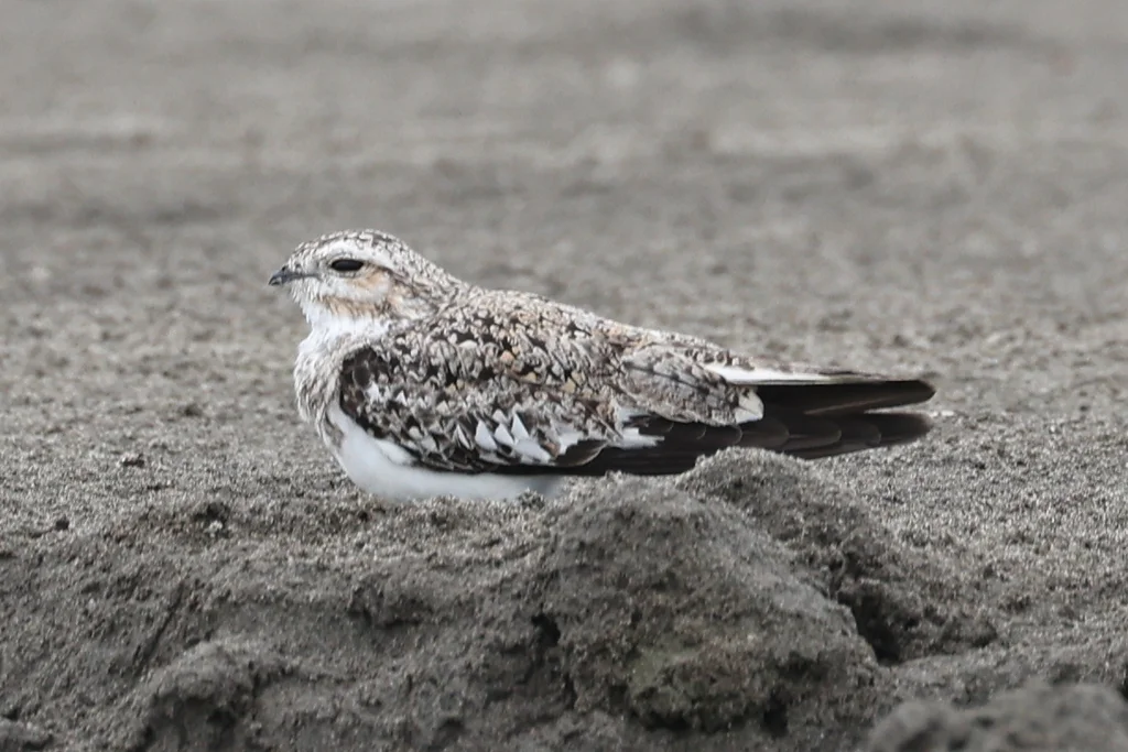 沙色夜鹰(Chordeiles rupestris)