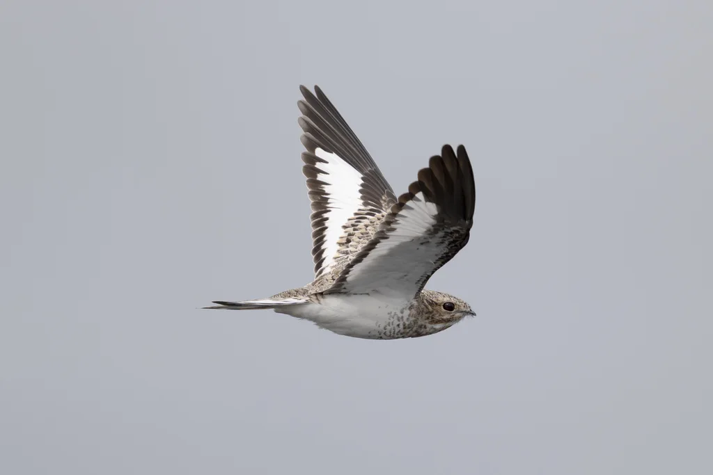 沙色夜鹰(Chordeiles rupestris)
