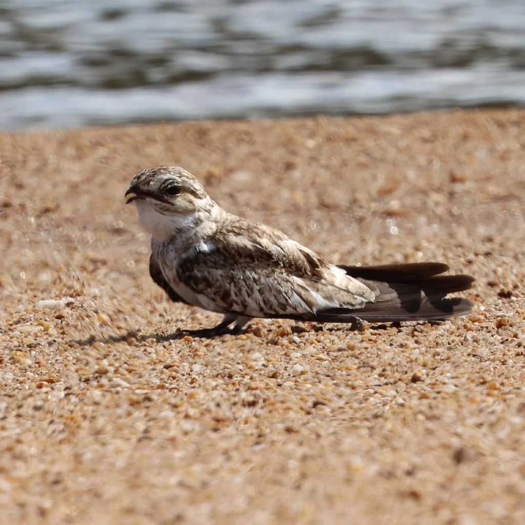 沙色夜鹰(Chordeiles rupestris)