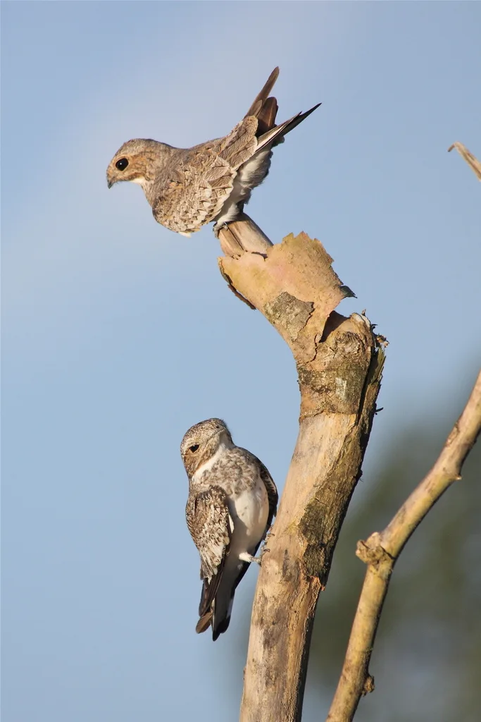 沙色夜鹰(Chordeiles rupestris)