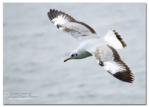 棕头鸥(Chroicocephalus brunnicephalus)