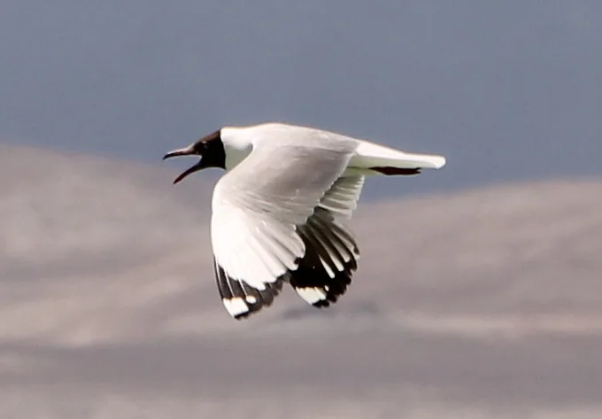 棕头鸥(Chroicocephalus brunnicephalus)