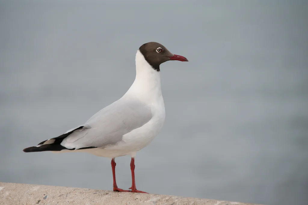 棕头鸥(Chroicocephalus brunnicephalus)