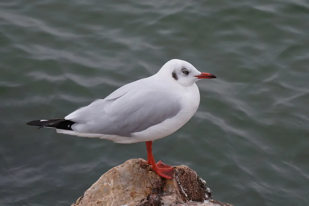棕头鸥(Chroicocephalus brunnicephalus)