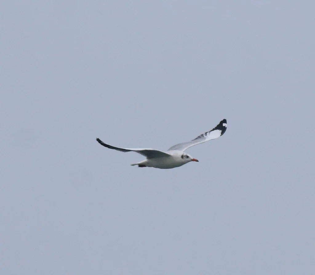 棕头鸥(Chroicocephalus brunnicephalus)