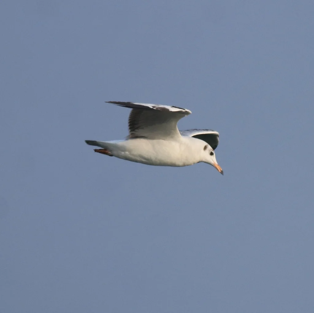 棕头鸥(Chroicocephalus brunnicephalus)