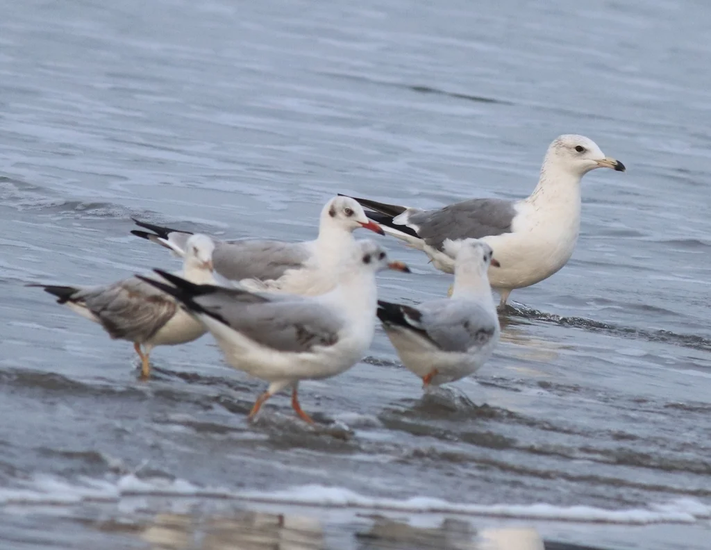 棕头鸥(Chroicocephalus brunnicephalus)