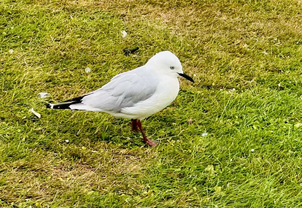新西兰黑嘴鸥(Chroicocephalus bulleri)
