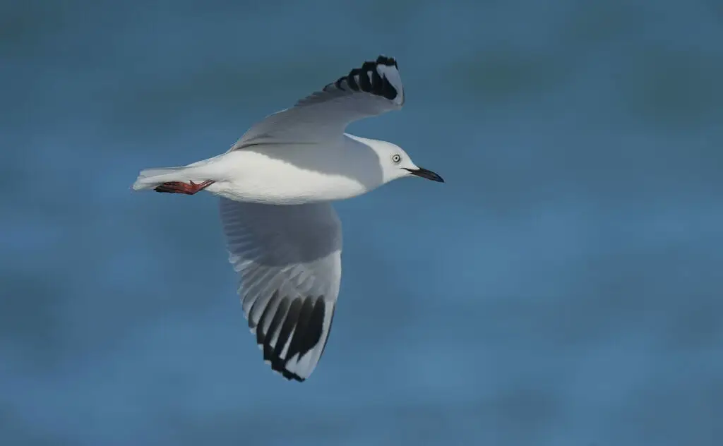 新西兰黑嘴鸥(Chroicocephalus bulleri)