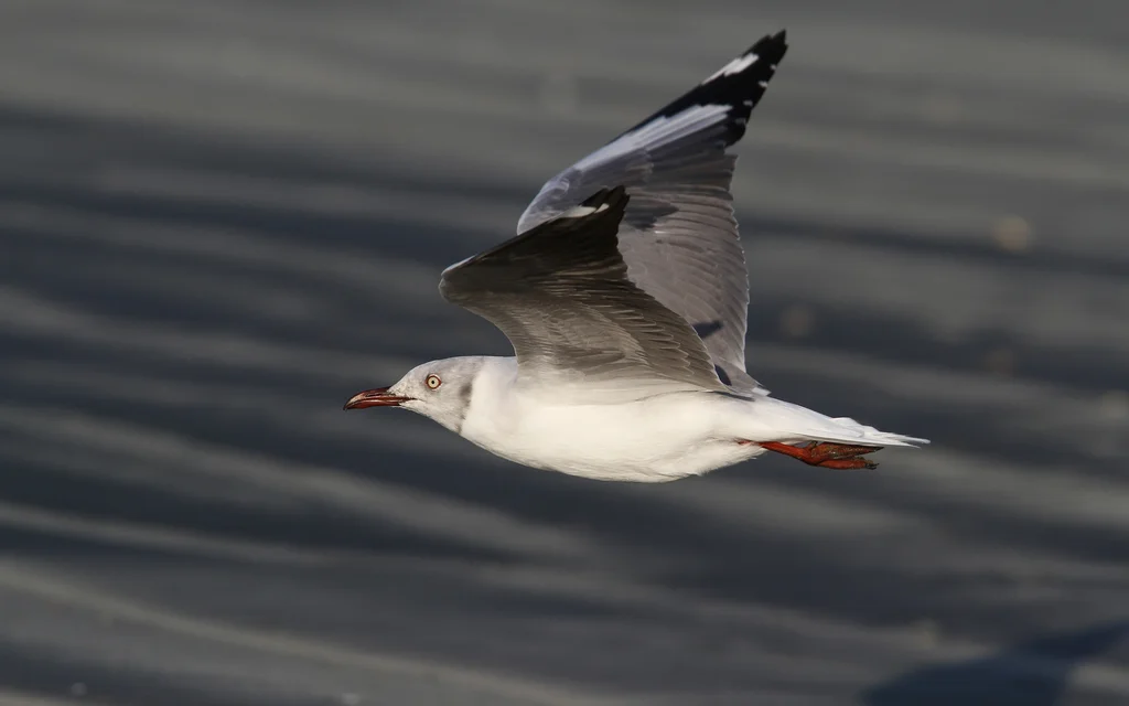 灰头鸥(Chroicocephalus cirrocephalus)