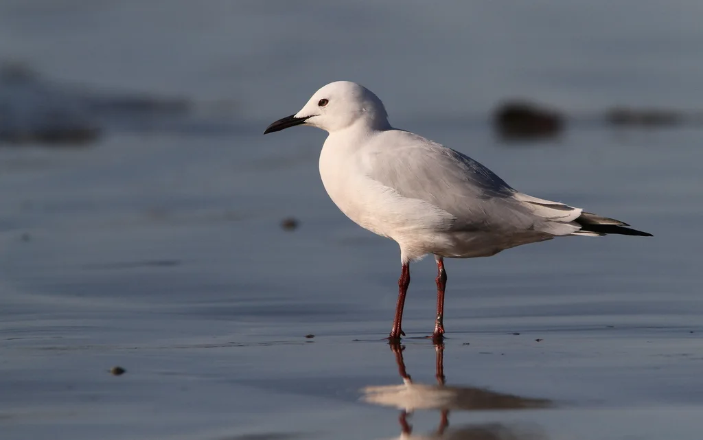 细嘴鸥(Chroicocephalus genei)