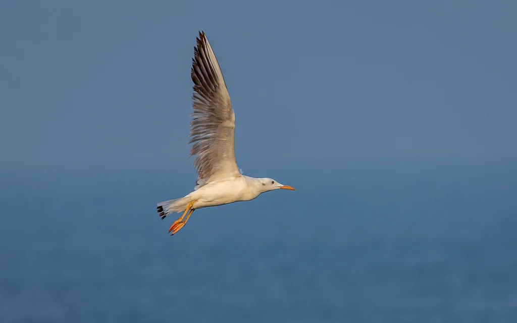 细嘴鸥(Chroicocephalus genei)