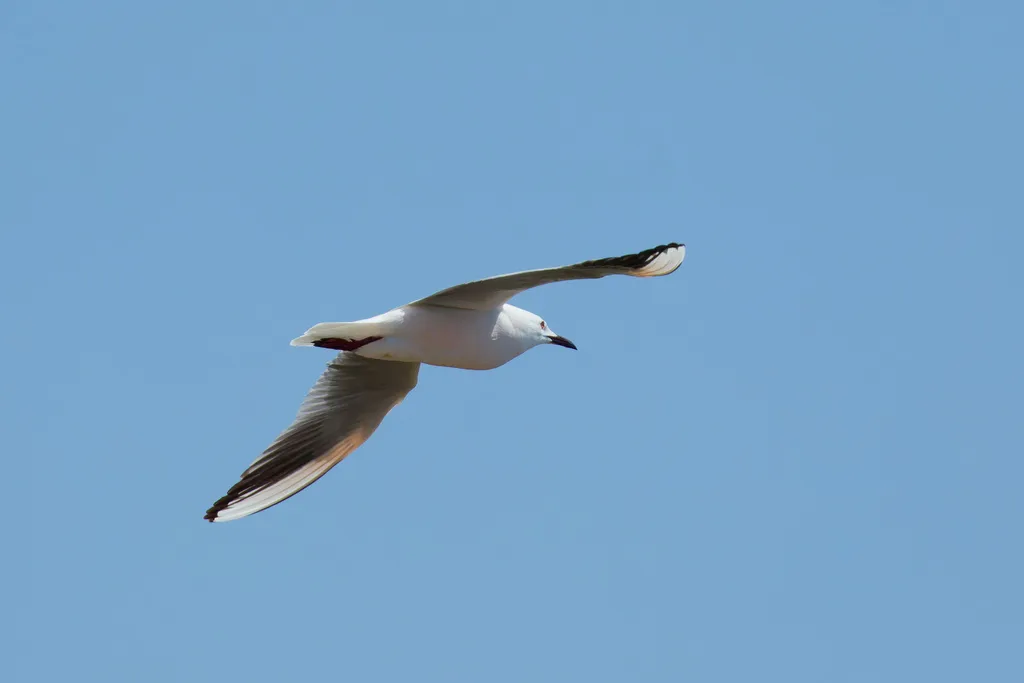 细嘴鸥(Chroicocephalus genei)