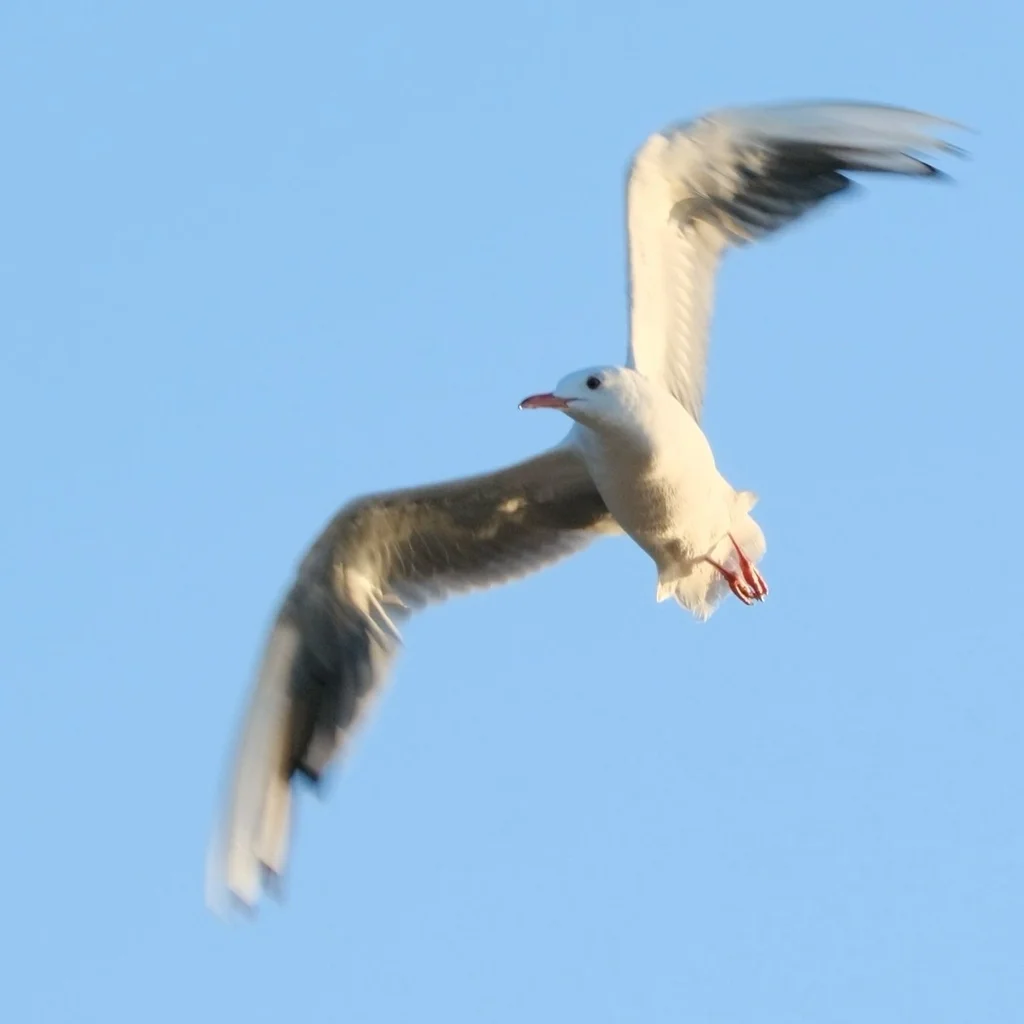 细嘴鸥(Chroicocephalus genei)