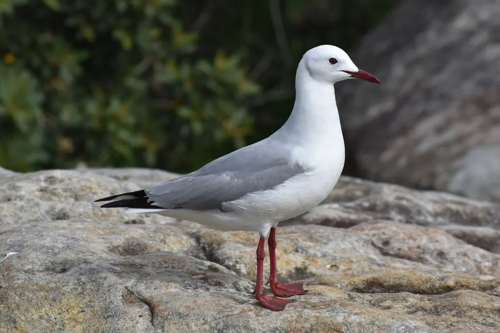哈氏鸥（Chroicocephalus hartlaubii）