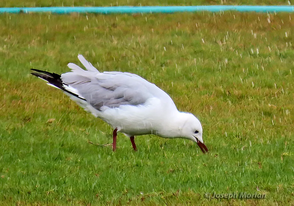 哈氏鸥（Chroicocephalus hartlaubii）