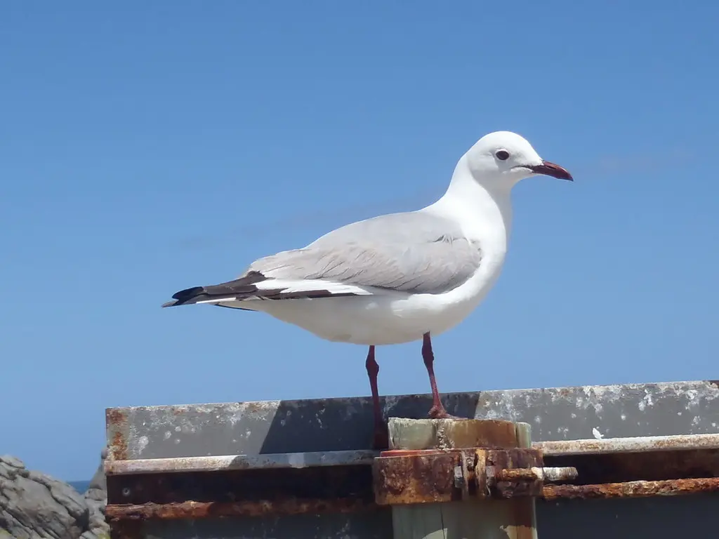哈氏鸥（Chroicocephalus hartlaubii）