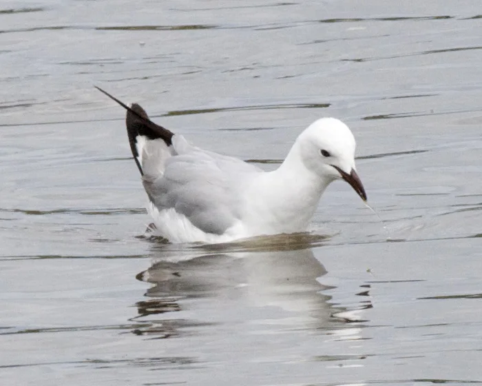 哈氏鸥（Chroicocephalus hartlaubii）