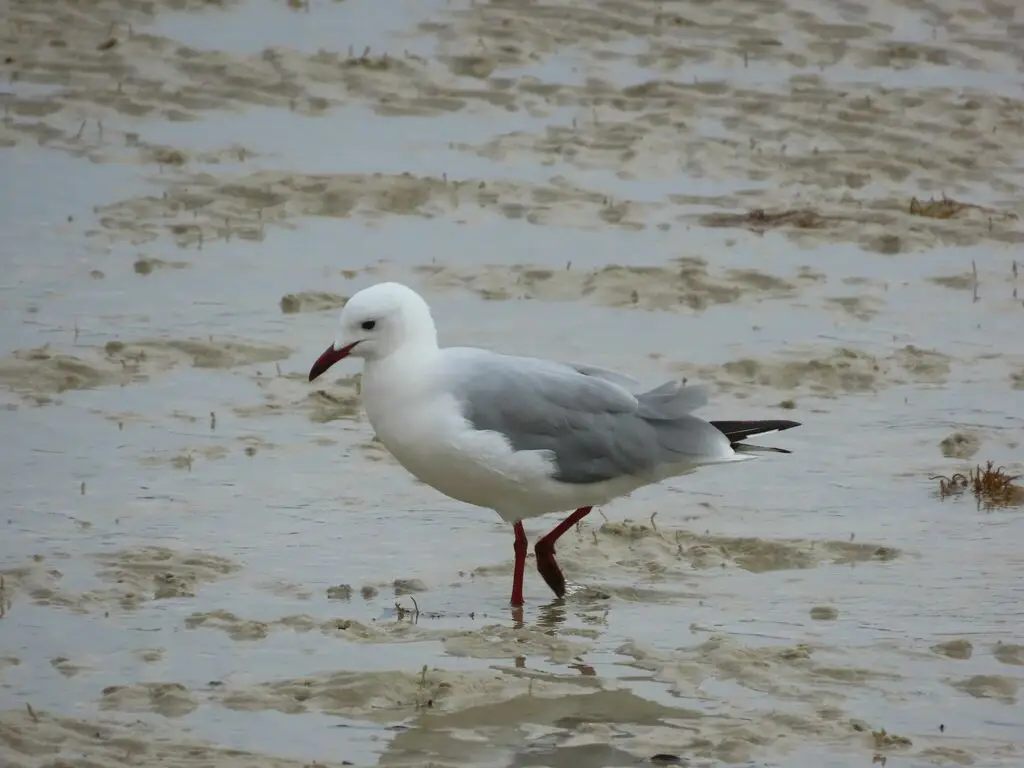 哈氏鸥（Chroicocephalus hartlaubii）