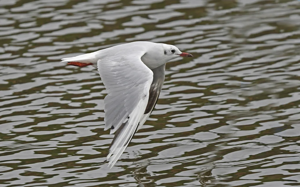 褐头鸥(Chroicocephalus maculipennis)
