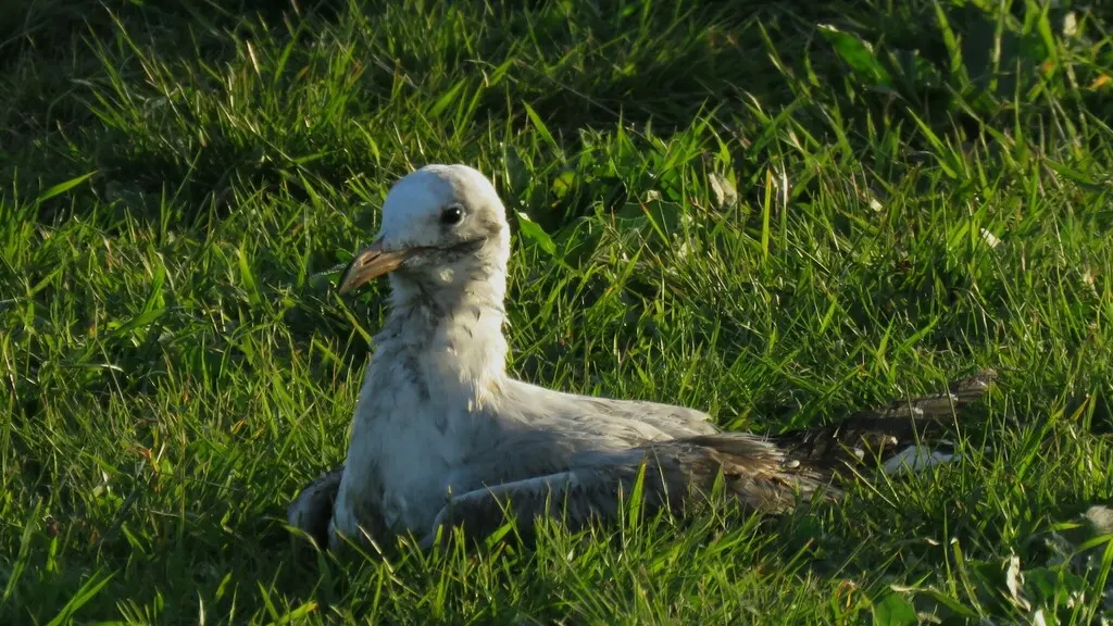 褐头鸥(Chroicocephalus maculipennis)