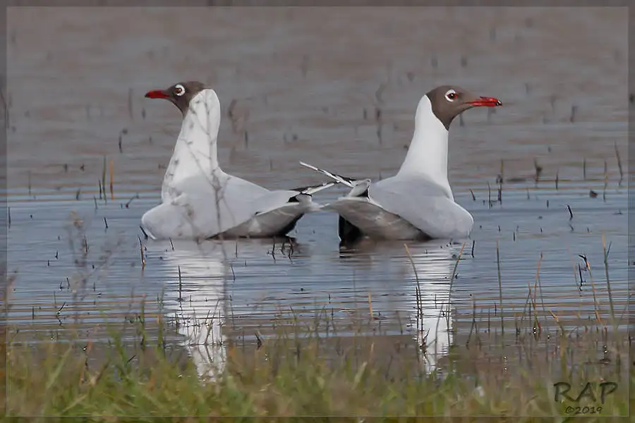 褐头鸥(Chroicocephalus maculipennis)