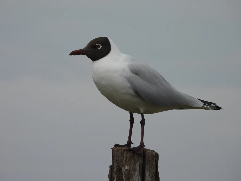 褐头鸥(Chroicocephalus maculipennis)